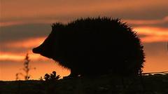 Hedgehog among four chosen animals to feature on your new banknotes — BBC Business, Mexico City Business news