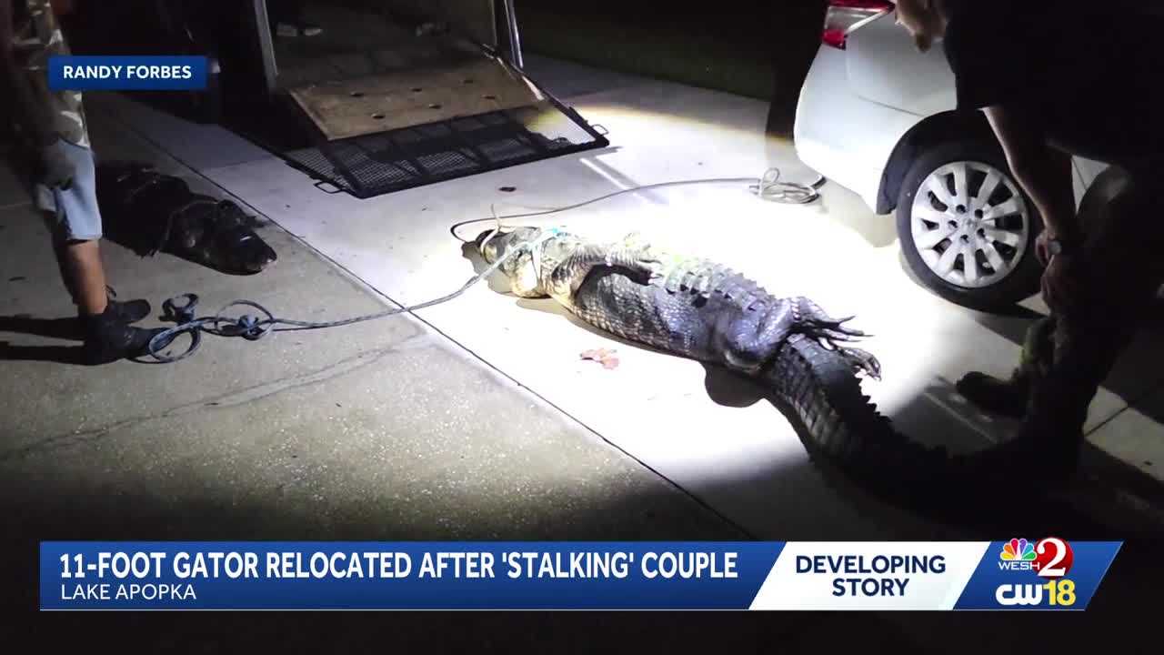 11-foot gator removed from Lake Apopka property after 'stalking' couple — WESH 2 Orlando, Mexico City Real Estate news