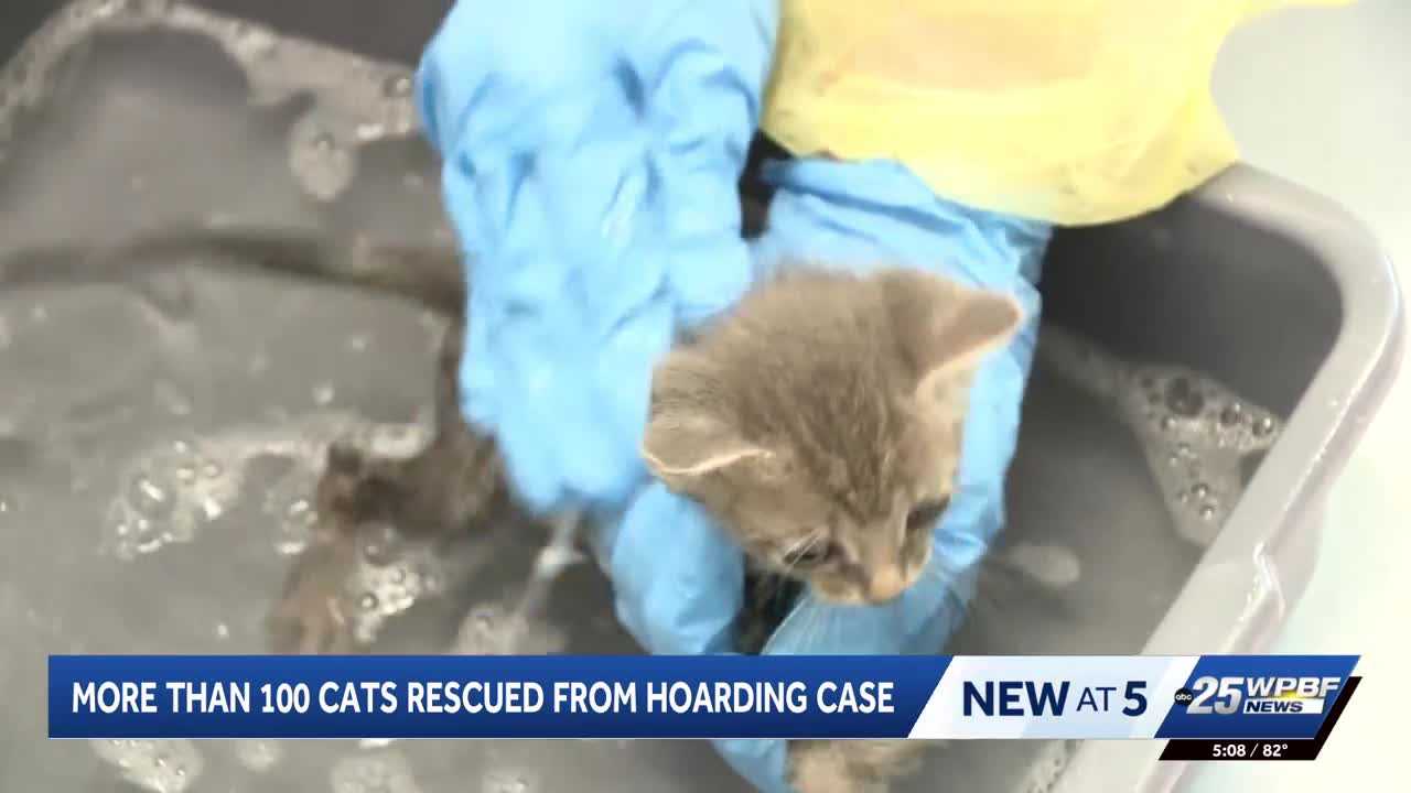 More than 100 cats rescued from hoarding situation in Port St. Lucie — WPBF West Palm Beach, Mexico City Health news